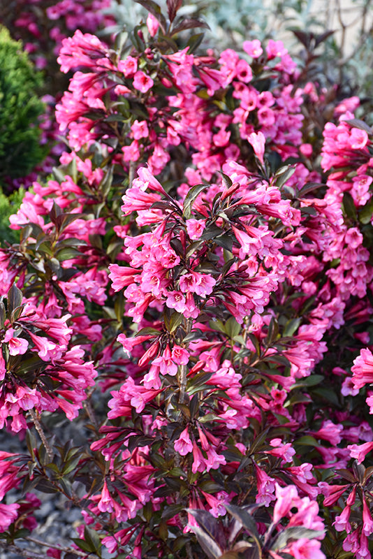 Weigela florida 'Wine and Roses'