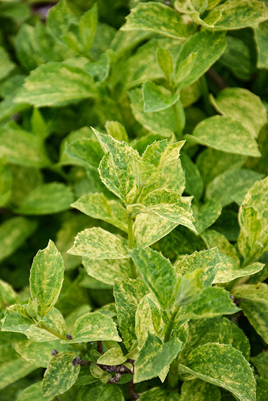 Philadelphus coronarius 'Illumination Sparks