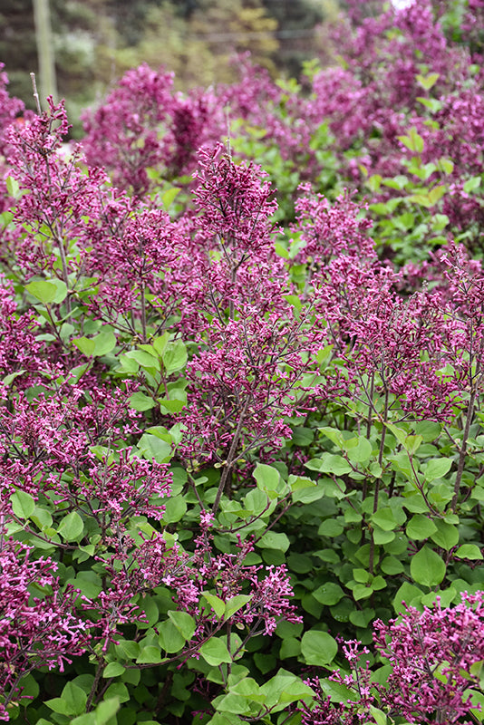 Syringa 'Bloomerang Ballet'
