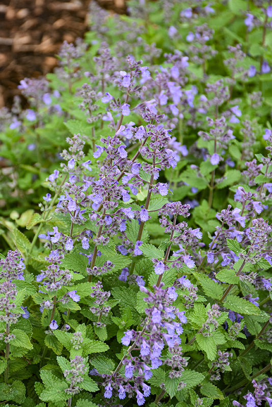 Nepeta 'Picture Purrfect'