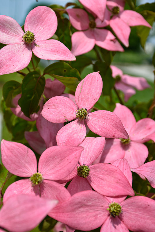 Cornus Kousa 'Scarlet Fire'