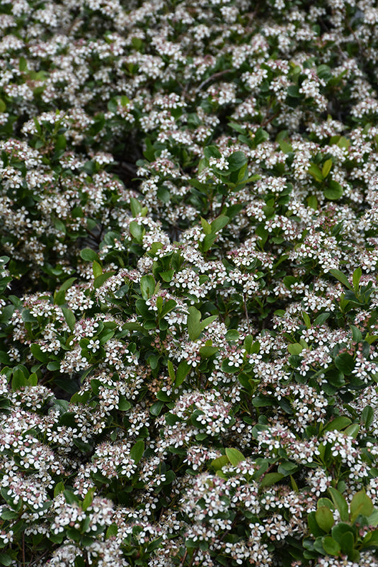 Aronia 'Ground Hug'