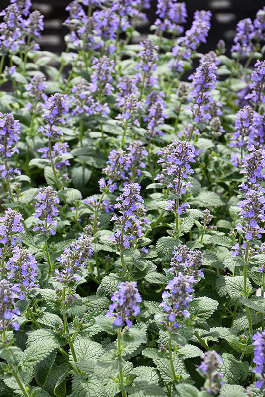 Nepeta faassenii 'Whispurr Blue'