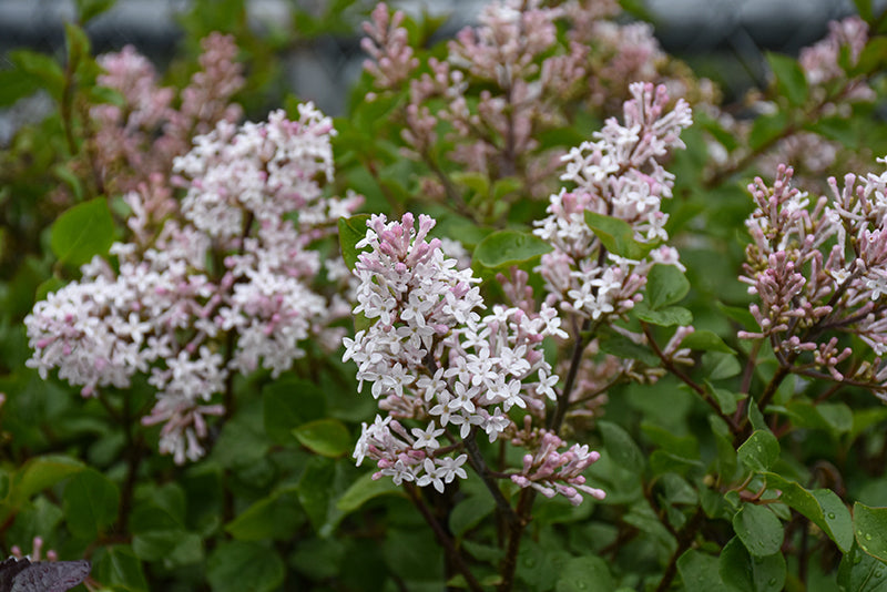 Syringa 'Pearl Potion'