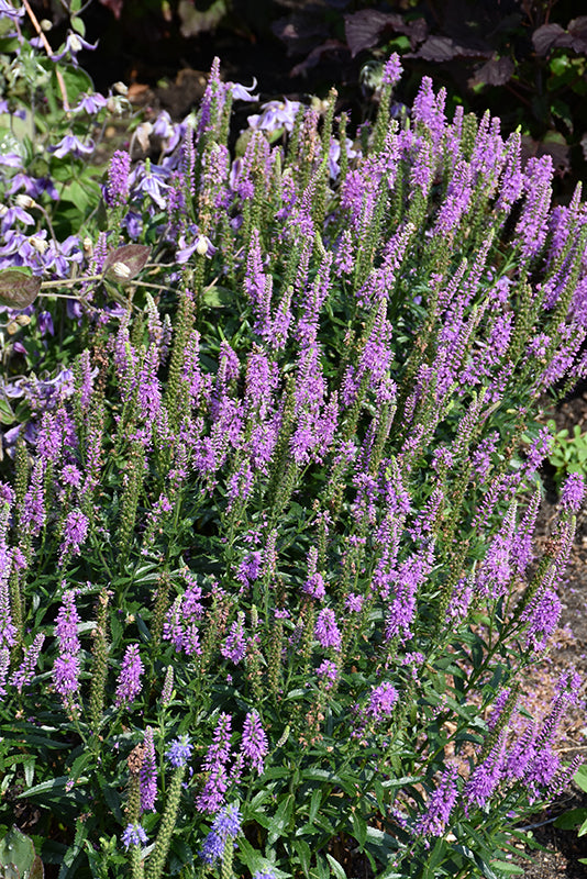 Veronica hybrid 'Purple Leia'