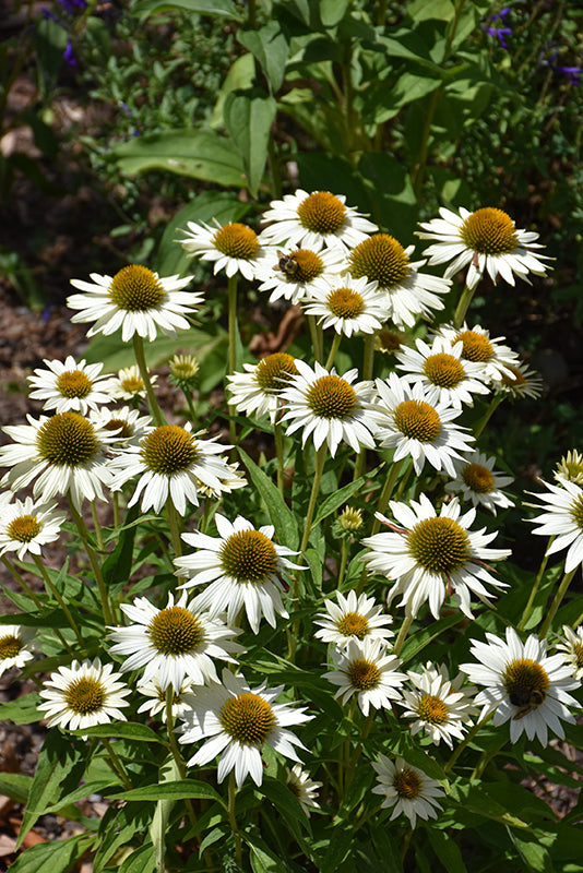 Echinacea 'Fragrant Angel'