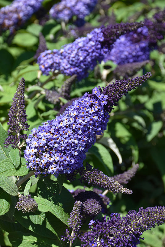 Buddleia 'Pugster Blue'