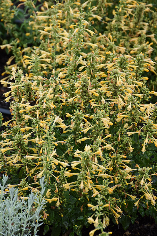 Agastache 'Summerlong Lemon'