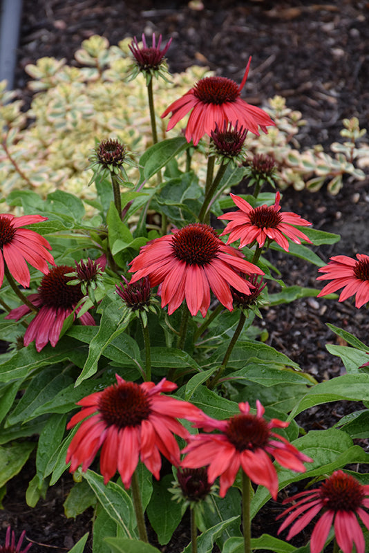 Echinacea Sombrero 'Poco Red'