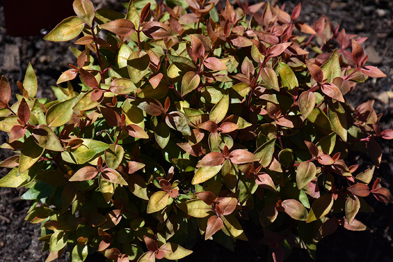 Abelia 'Poco Loco'