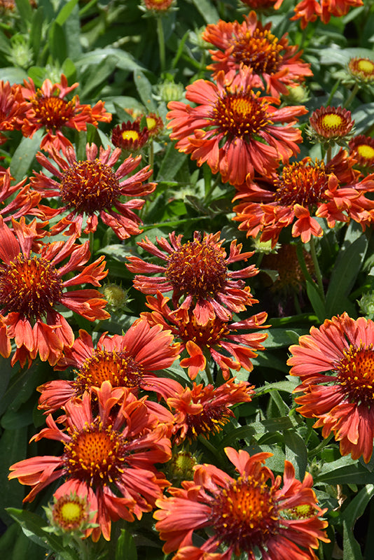 Gaillardia 'Spintop Mariachi Red'