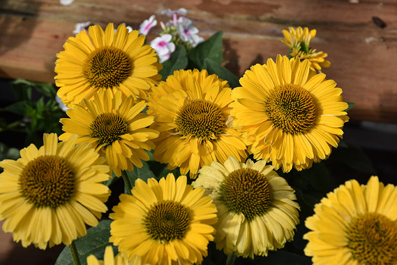 Echinacea Sunseekers 'Golden Sun'
