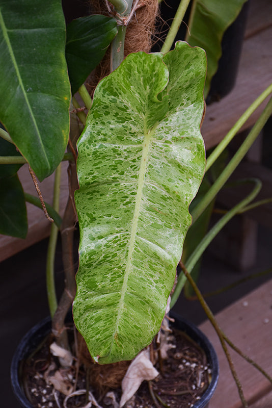 Philodendron 'Paraiso Verde'