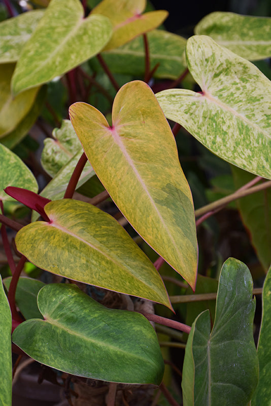 Philodendron erubescens 'Painted Lady'