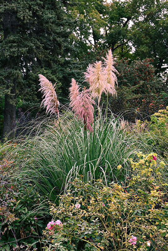 Cortaderia 'Jubata Pink'