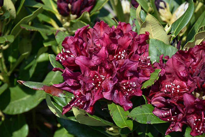 Rhododendron 'Dark Lord'