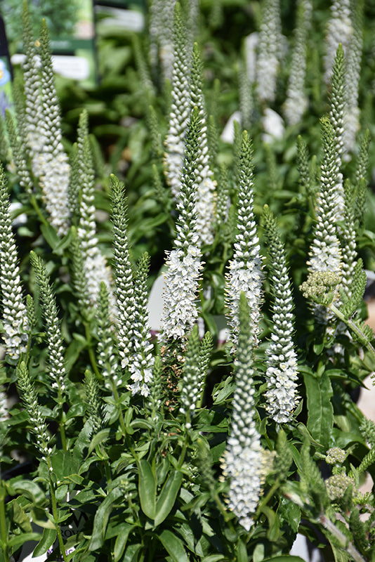 Veronica Magic Show 'White Wands'