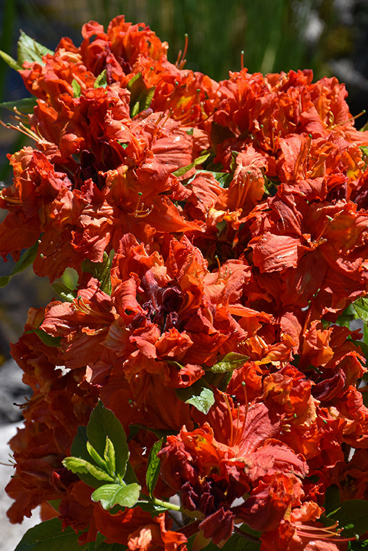 Azalea 'Red Demon'