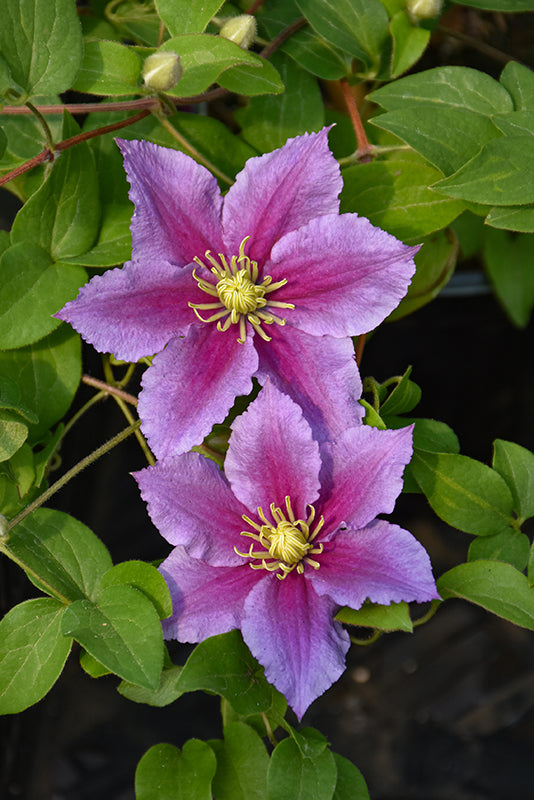 Clematis 'Mrs. N Thompson'