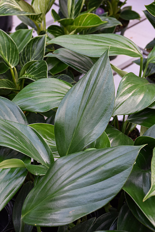 Rhaphidophora decursiva 'Dragon Tail'