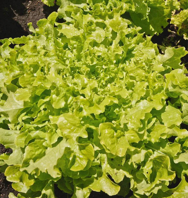 Lettuce - Salad Bowl - Green