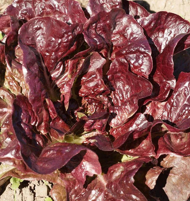 Lettuce - Rouge d'Hiver