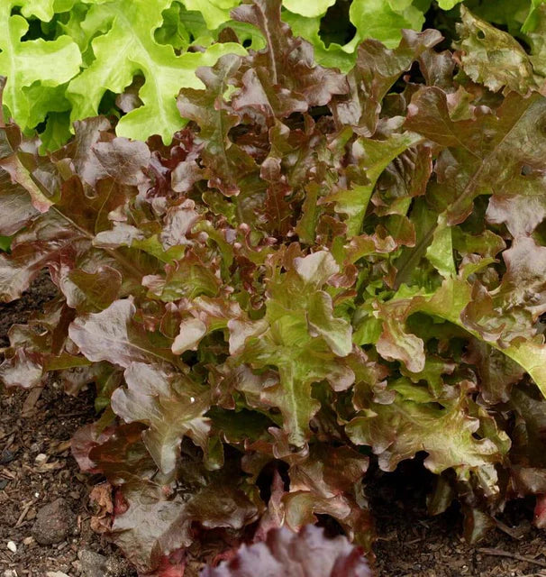 Lettuce - Salad Bowl - Red