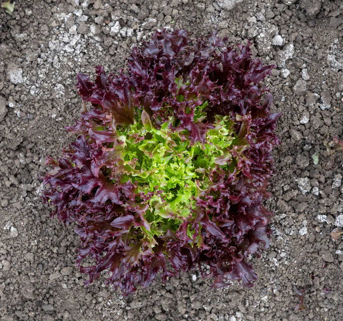 Lettuce - Burgandy Certified Organic
