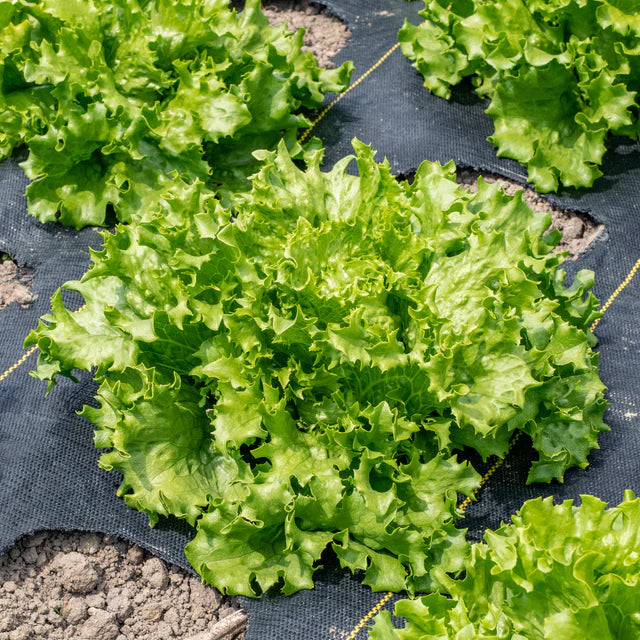 Lettuce - Pensacola Certified Organic