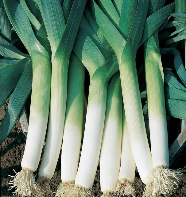 Leeks - Swiss Giant Lancia  Certified Organic