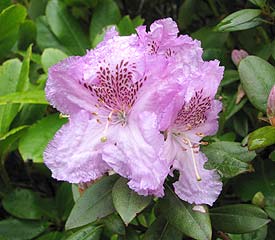 Rhododendron 'Lavendula'