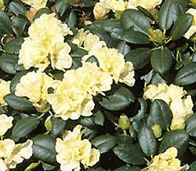 Rhododendron 'Lemon Dream'