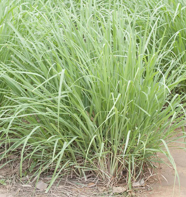 Lemongrass - Lemongrass