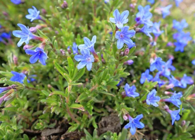 Lithodora diffusa 'Grace Ward'