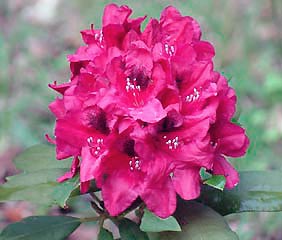 Rhododendron 'Lord Roberts'