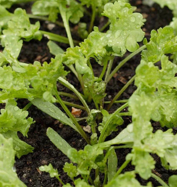 Cress - Curly Cress Peppergrass