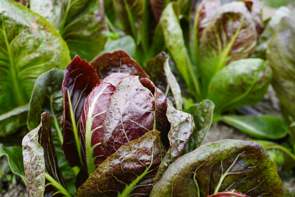 Chicory - TVG1