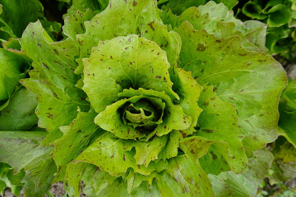 Chicory - Precocissimo
