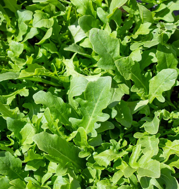 Arugula - Bellezia