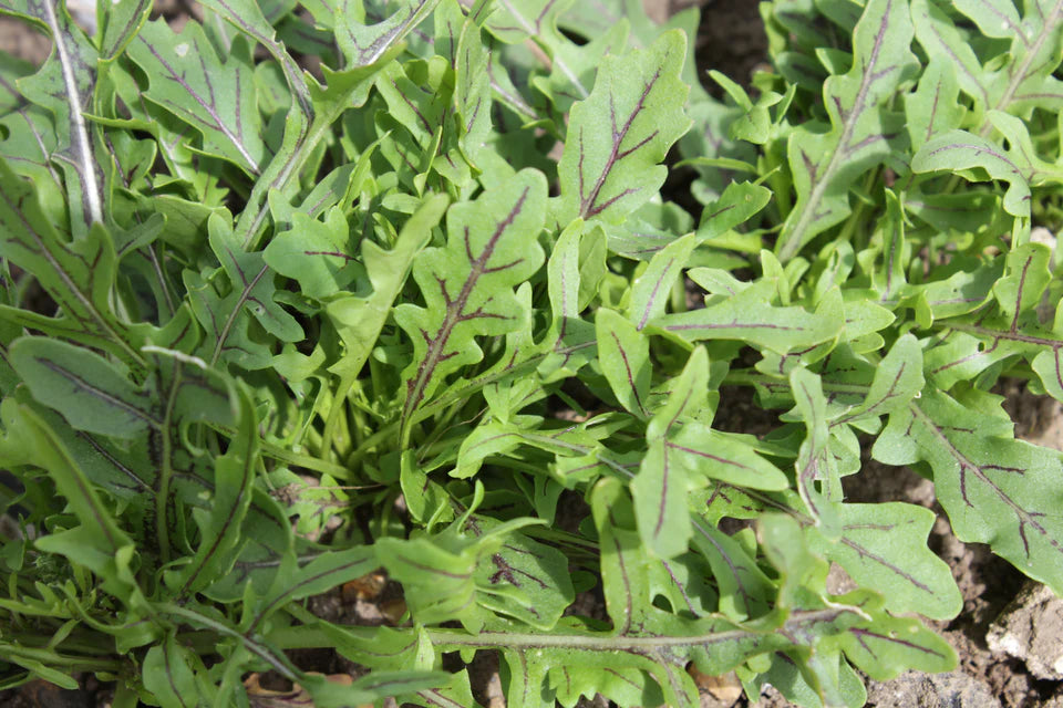 Arugula - Dragon's Fire