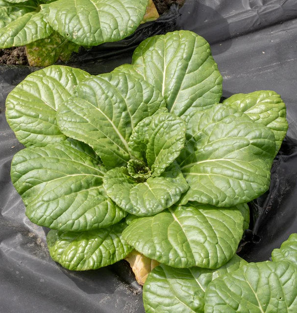 Bok Choi - Asian Delight