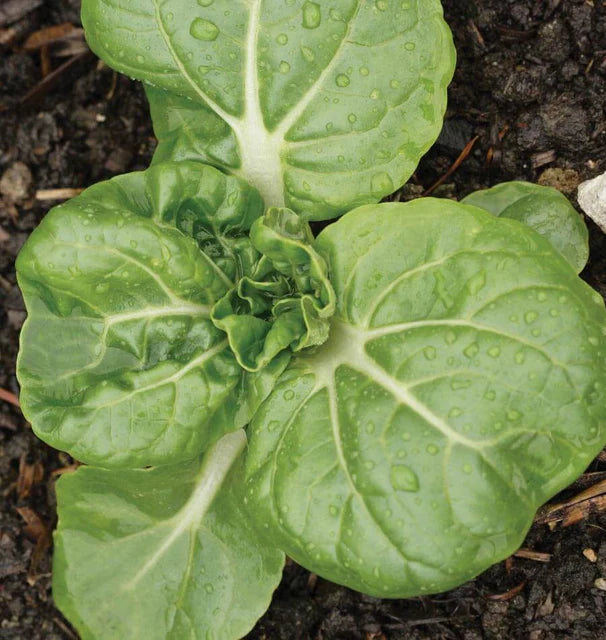 Pac Choi - Toy Choy