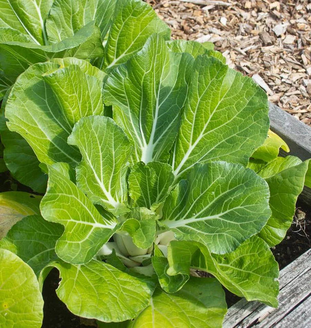 Pac Choi - Joi Choi