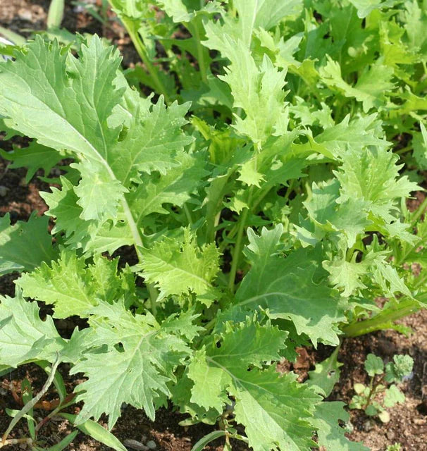Mustard - Mizuna