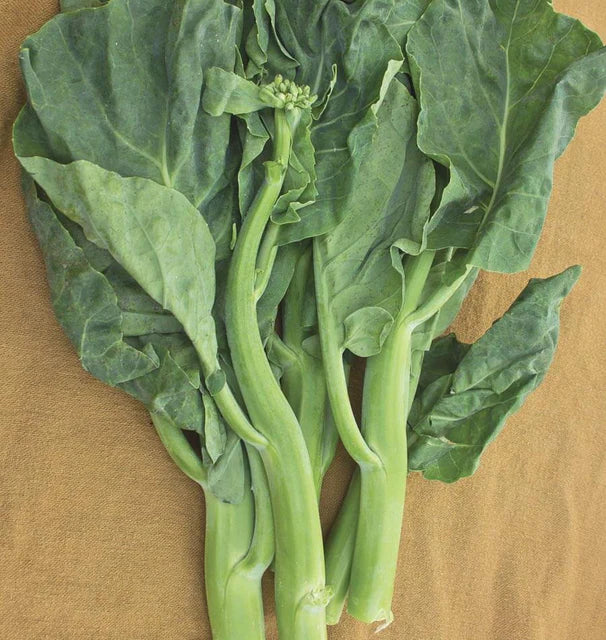 Broccoli - Green Pearl F177