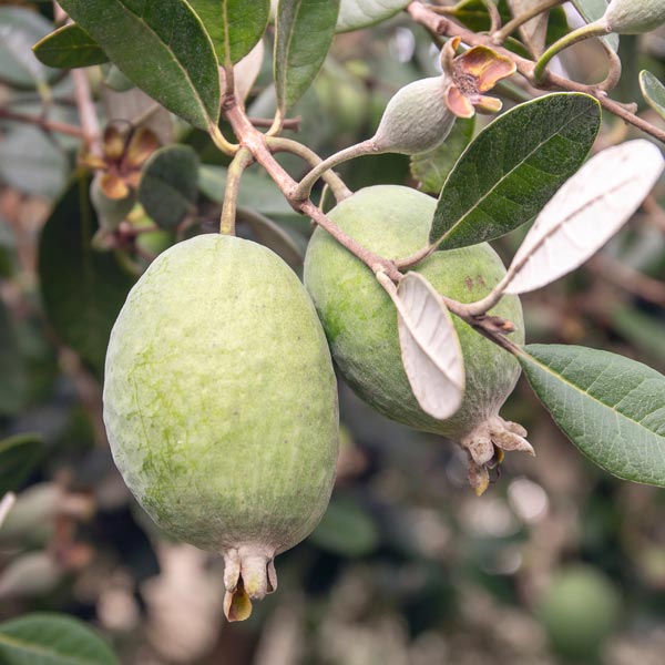 Guava-Acca sellowiana 'Marion'