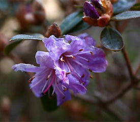 Rhododendron 'Moerheim Beauty'