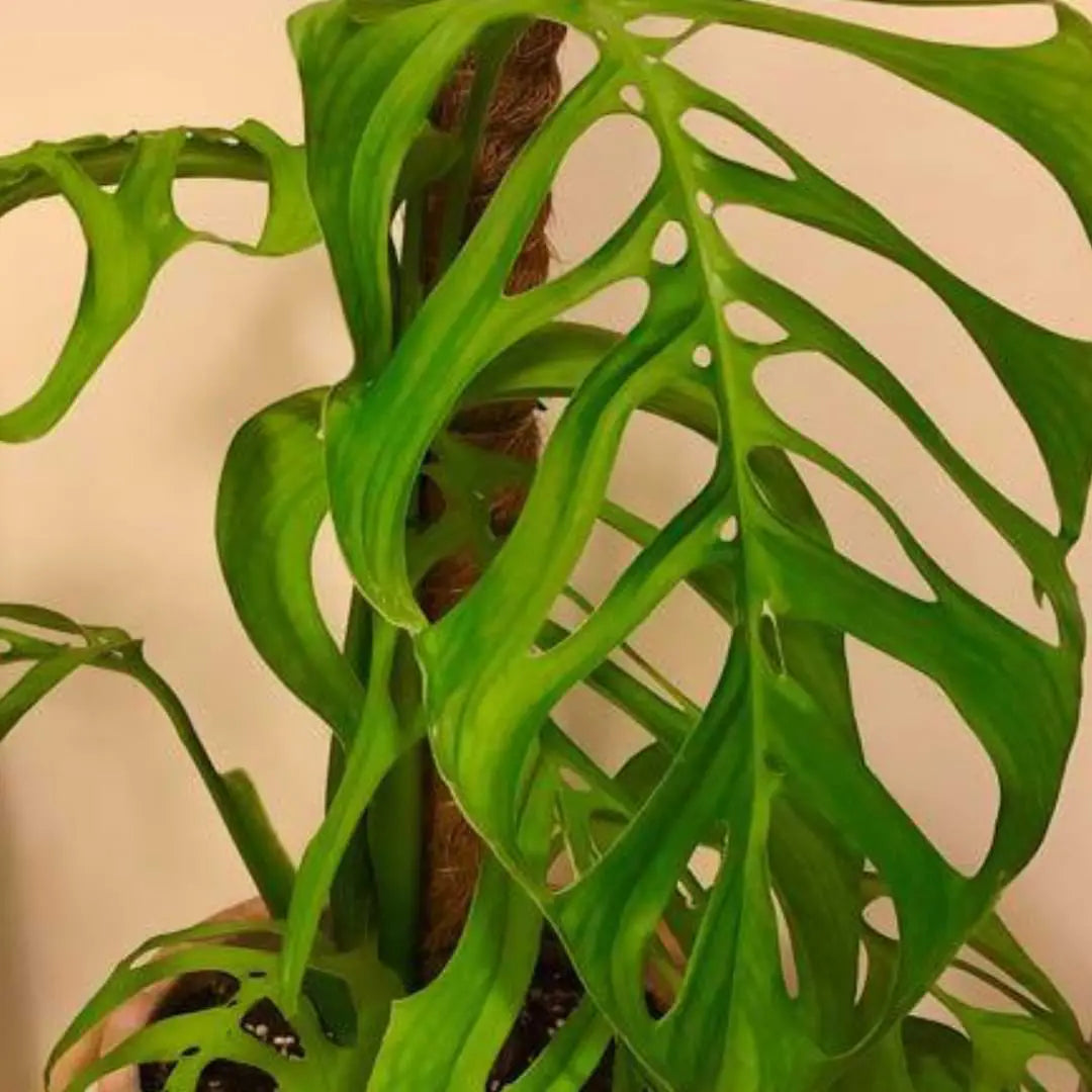 Epipremnoides Esqueleto