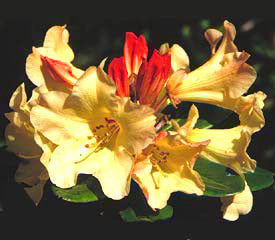 Rhododendron 'Nancy Evans'