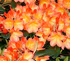 Rhododendron 'Neon'